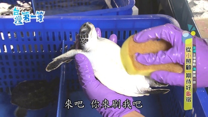 第455集 【澎湖】海龜救護收容工作站