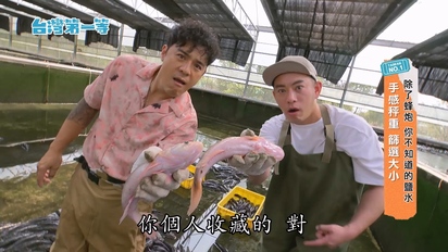 第543集 台南【萬中選一「泰國國寶黃金筍殼魚」超高身價！左打石斑右賽黃魚、細皮嫩肉 收魚用掃把？】