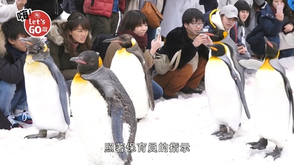 第8集 日本：親子冬季這樣玩 旭山動物園看北極熊、企鵝遊行