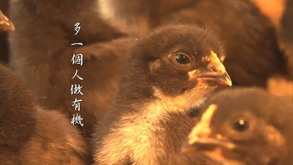 進擊的台灣-五星級養雞場 25元有機蛋供不應求 第15集