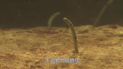 台灣水中生態系列-第6集