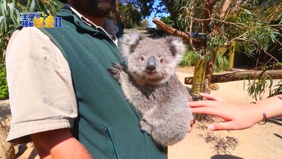 第5集 澳洲 動物急救站！體驗袋鼠、無尾熊的親密接觸