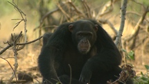 演化不設限-背棄森林的黑猩猩 第2集