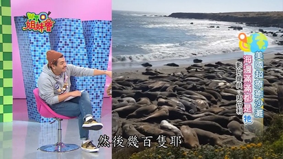 超有梗短片-超療癒海灘全都是海豹