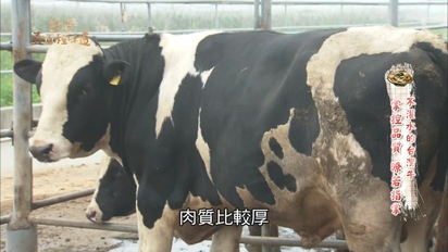 第6集 不灌水的台灣牛