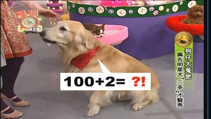 第5集 明星寵物到你家！原來狗狗也會算數學！