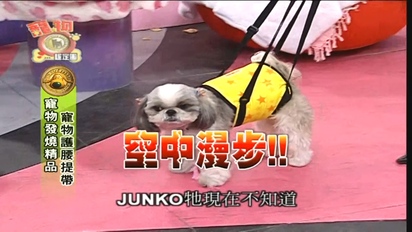 第22集 Makiyo暢談寵物經！寵物特別企劃 喜歡生氣轉圈的博美犬！