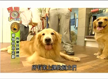 第27集 寵物特別企劃 狗寶貝訓練班！喜歡客人穿裙子的拉薩犬？！