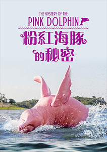 粉紅海豚的秘密