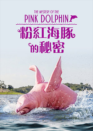 粉紅海豚的秘密-The Mystery Of The Pink Dolphin