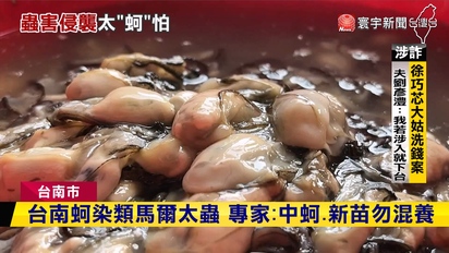 第3847集 台南安平牡蠣死亡率暴增 水試所公布死亡原因 還警告勿作這事
