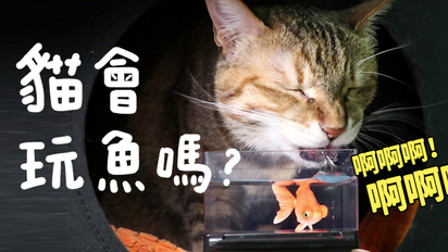 第128集 貓會玩魚嗎？