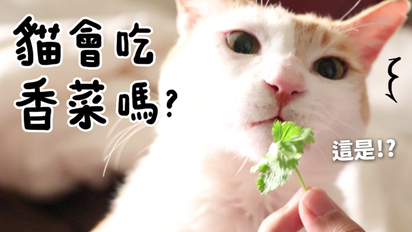 第132集 貓會吃香菜嗎？
