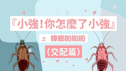 週四動畫日-「蟑螂也要啪啪啪！？」小強浪漫交配篇 第4集