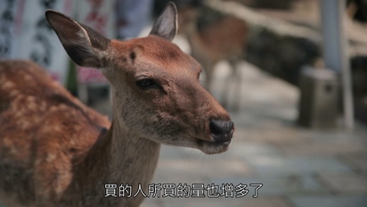 當遊客不存在-日本 – 奈良與嵐山的動物世界 第3集
