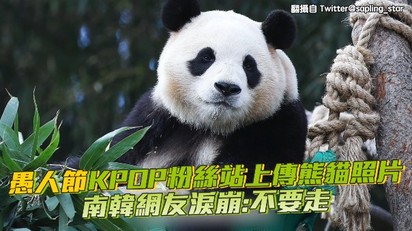 愚人節KPOP粉絲站上傳熊貓照片 南韓網友淚崩：不要走